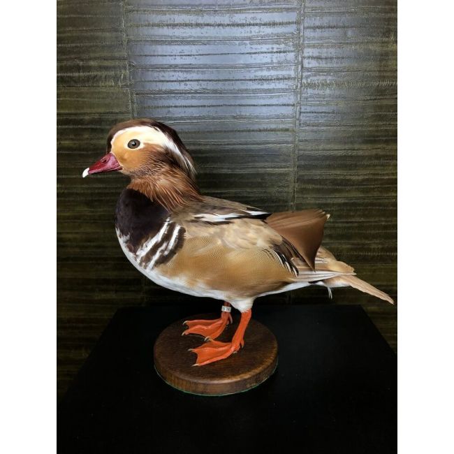 0227 Canard mandarin