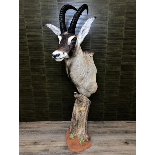 0280 Roanantilope