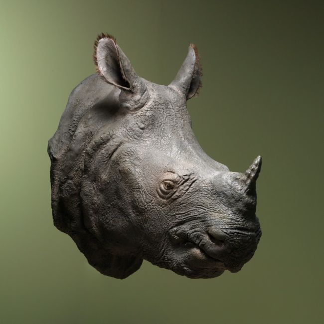 1490 Rhinocéros indien Réplique H89L53P82