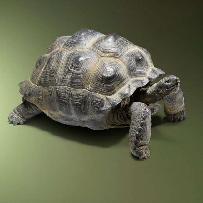 1494 Seychelles Tortue Réplique H45L55P83