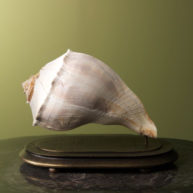 1521 Pleuroploca Shell