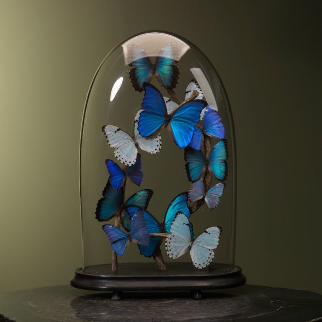 1794 Papillons Morpho dans un pot de cloche antique