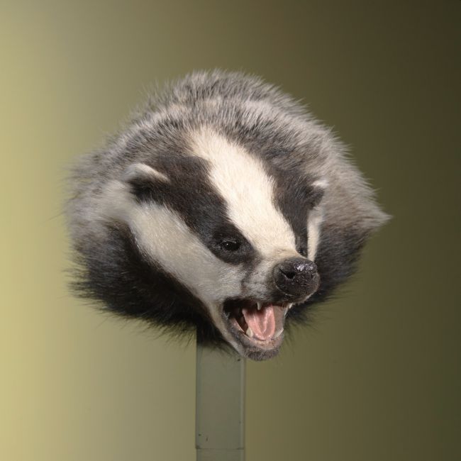 2196 Badger