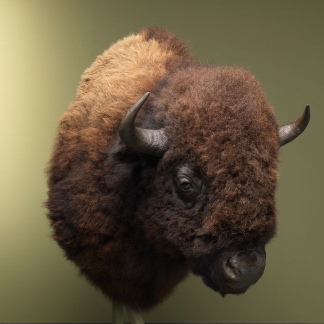 2469 Bison d'Amérique XXL