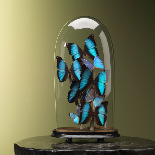 2474 Morphos dans un pot de cloche antique