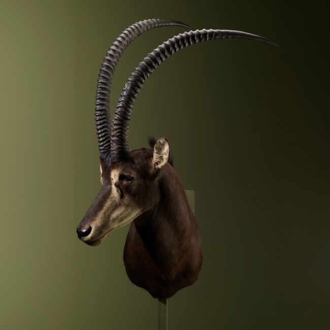 2580 Sable Antilope