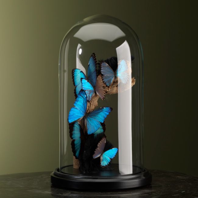 2603 Papillons Morpho dans un pot de cloche