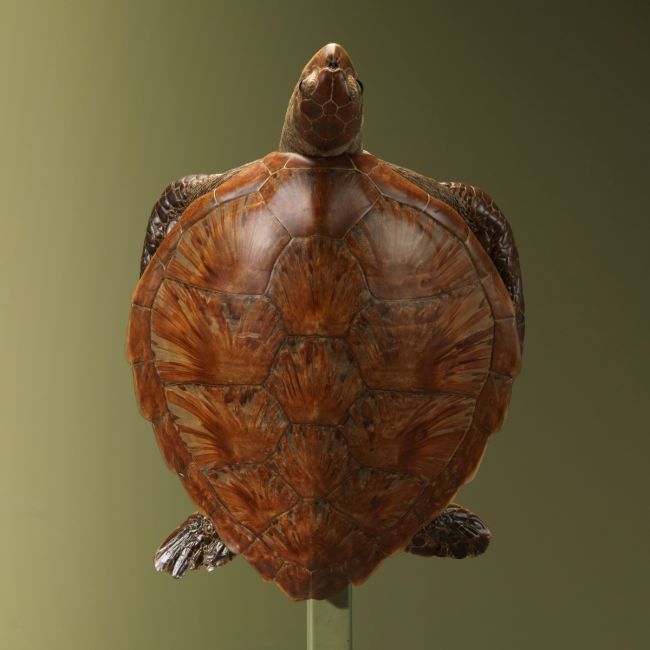 2866 Tortoise Antique