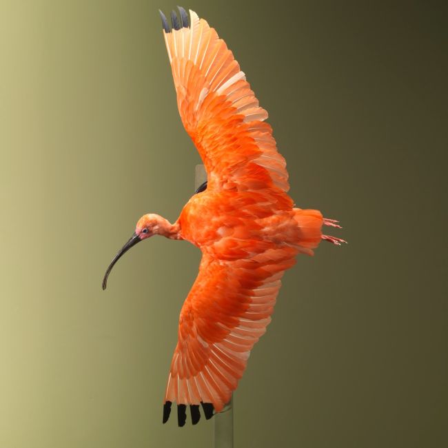 2868 Red Ibis Flying