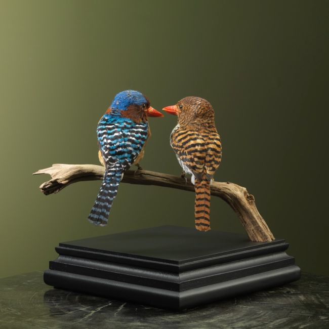 2911 Couple zèbre-oiseau