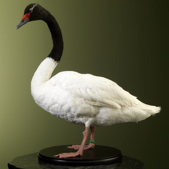 2942 Swarthal swan