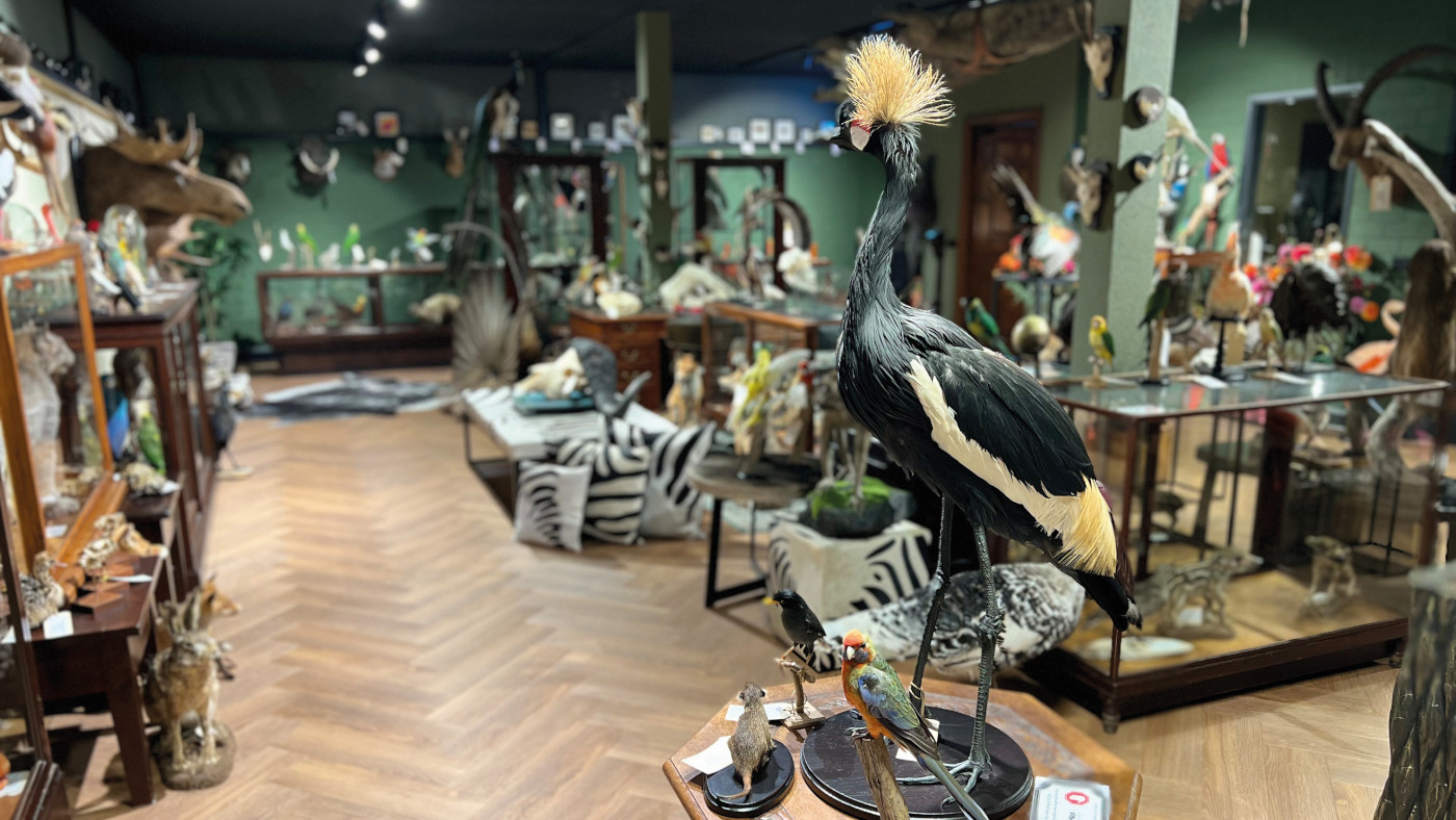 Boutique de taxidermie By Max